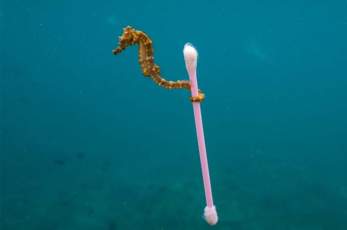 justin-hofman-wildlife-photographer-seahorse-cotton-swab_0